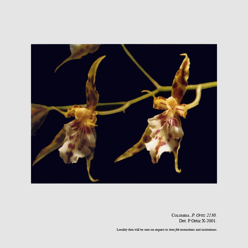 Oncidium alvarezii